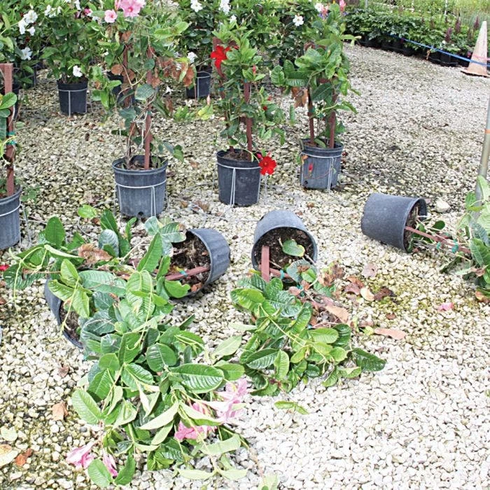 Better Bilt TopHat Plant Container Stabilizer 6 Better Bilt TopHat Plant Container Stabilizer - Image 4