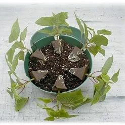 Belden Plastics 10 Inch Hanging Garden Baskets Case Of 25 -Garden Home 690202 2