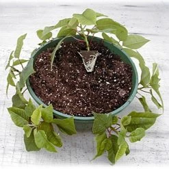 Belden Plastics 10 Inch Hanging Garden Baskets Case Of 25 -Garden Home 690202 5