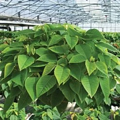 Belden Plastics 10 Inch Hanging Garden Baskets Case Of 25 -Garden Home 690202 6