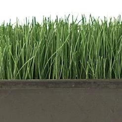 Turf Type Tall Fescue, 5 Lb Bag -Garden Home attf5 2 1
