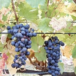 DuraLine 2-1/2-Millimeter Monofilament Trellis Line, 1,000 Feet -Garden Home bdl 25 1000 1