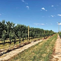 DuraLine 3-Millimeter Monofilament Trellis Line, 1,000 Feet -Garden Home bdl 3 1000 3