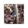Brush Grubber Heavy Duty For Trees And Shrubs Up To 4in Diameter -Garden Home bg 08