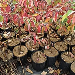 Coco Weed Guards, 27-Centimeter Diameter, Case Of 280 -Garden Home cd27a 2