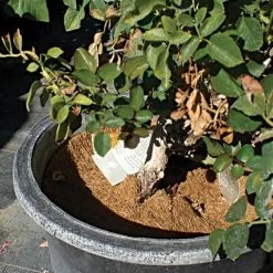 Coco Weed Guards, 50-Centimeter Diameter, Case Of 50 -Garden Home cd50a 3