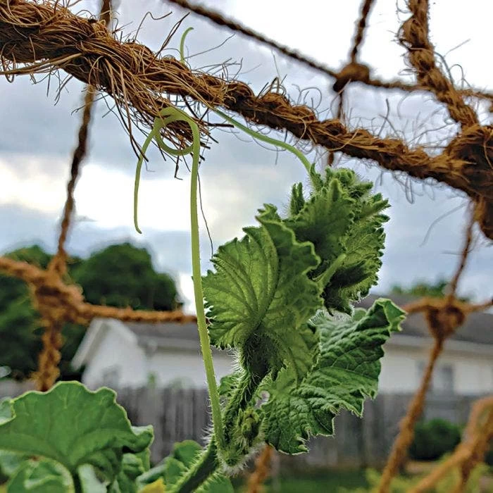 CocoNet Trellis Netting, 6-1/2 Feet X 15 Feet 4 CocoNet Trellis Netting, 6-1/2 Feet X 15 Feet - Image 2