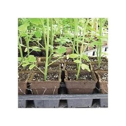 CowPots, #3 Square Pots, Case Of 400 -Garden Home cpsq3 3