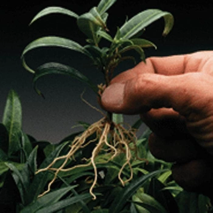 Dip 'N Grow Rooting Concentrate 2oz. 5 Dip 'N Grow Rooting Concentrate 2oz. - Image 3