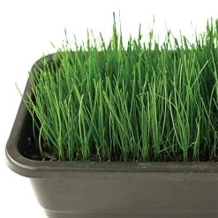 Fairlawn Blue And Rye Mix, 5 Lb Bag -Garden Home fair5 3 1