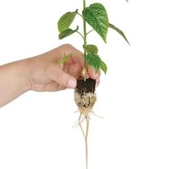 Grow-Plugs, Case Of 1,400 -Garden Home fp1400 4