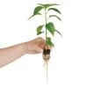Grow-Plugs, Bag Of 55 -Garden Home fp55