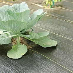 3.2oz Premium Woven Ground Cover 12ft (Folded) X 300ft -Garden Home gc123 cabbage 5.2.23 1