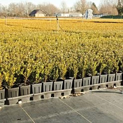 3.2oz. Premium Woven Ground Cover 4ft X 300ft -Garden Home gc43 field 5.2.23 2 1 1