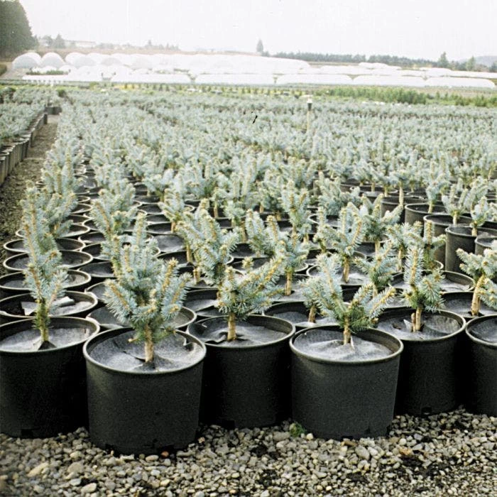 Geodisc UV-Resistant Weed-Blocking Discs, 7-Inch Diameter, Pack Of 500 3 Geodisc UV-Resistant Weed-Blocking Discs, 7-Inch Diameter, Pack Of 500