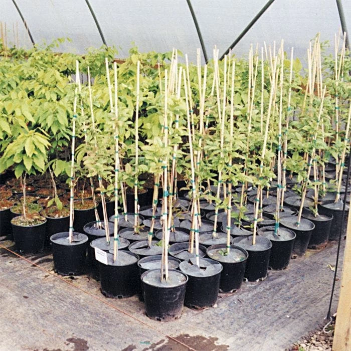 Geodisc UV-Resistant Weed-Blocking Discs, 13-Inch Diameter, Pack Of 500 4 Geodisc UV-Resistant Weed-Blocking Discs, 13-Inch Diameter, Pack Of 500 - Image 2