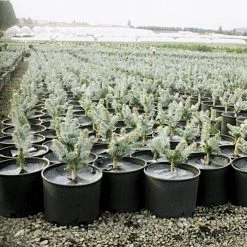 Geodisc UV-Resistant Weed-Blocking Discs, 9-Inch Diameter, Pack Of 500