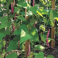 Hortonova Trellis Netting, 6-1/2 Feet X 3,280 Feet -Garden Home htn63280 16