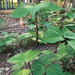 Hortonova Trellis Netting, 6-1/2 Feet X 3,280 Feet -Garden Home htn63280 17