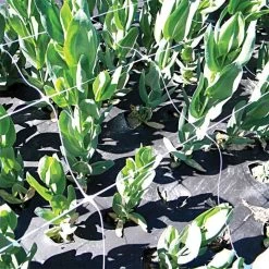 Hortonova Trellis Netting, 6-1/2 Feet X 3,280 Feet -Garden Home htn63280 18