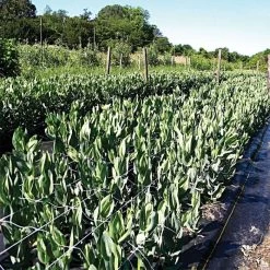 Hortonova Trellis Netting, 6-1/2 Feet X 3,280 Feet -Garden Home htn63280 19