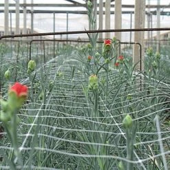 Hortonova Trellis Netting, 6-1/2 Feet X 3,280 Feet -Garden Home htn63280 6