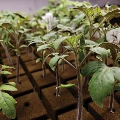 OASIS Grower Solutions Rootcubes, 104 Ct -Garden Home rc104 4