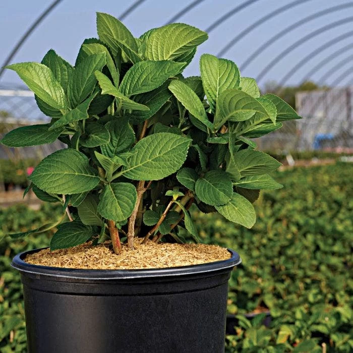 Rice Hull Bale, 90 Cubic Feet 4 Rice Hull Bale, 90 Cubic Feet - Image 2