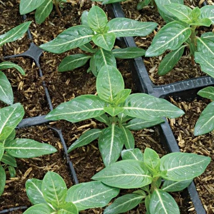 Rice Hull Bale, 90 Cubic Feet 6 Rice Hull Bale, 90 Cubic Feet - Image 4