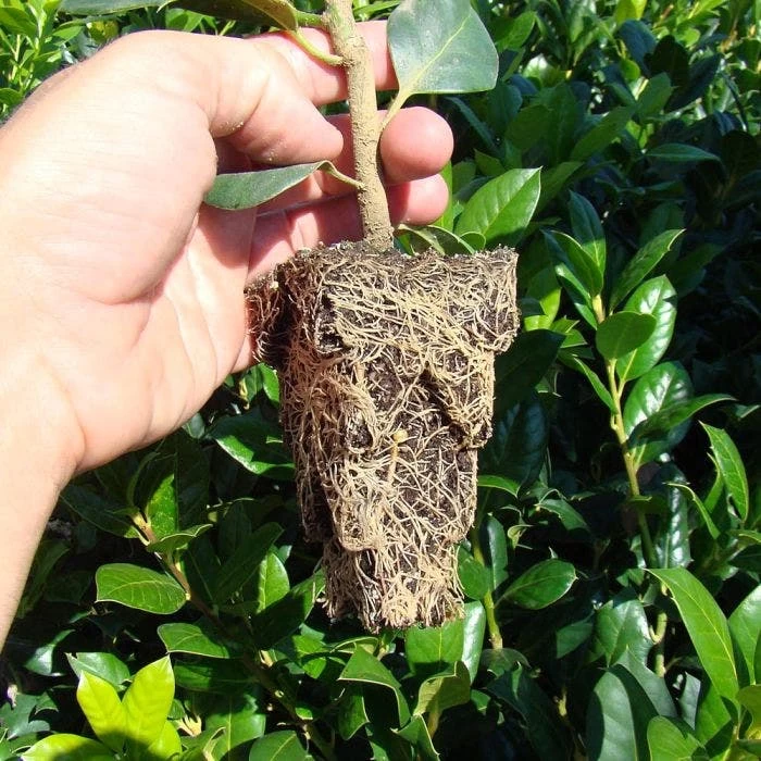 RootMaker 105 Cell Propagation Trays, Case Of 25 4 RootMaker 105 Cell Propagation Trays, Case Of 25 - Image 2