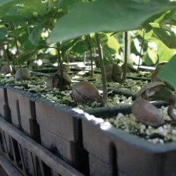 RootMaker 105 Cell Propagation Trays, Case Of 25 7 RootMaker 105 Cell Propagation Trays, Case Of 25 -Garden Home rm18 2 3