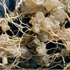 Soil Moist 9-3-6 Moisture-Holding Controlled Release Fertilizer, Case Of 200 Packs 7 Soil Moist 9-3-6 Moisture-Holding Controlled Release Fertilizer, Case Of 200 Packs -Garden Home smpb 2