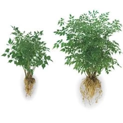 Soil Moist Transplant Formula 5lb Pail -Garden Home smpt5 1