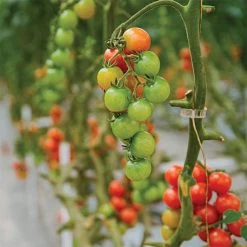 Tomato Clips, 23 Mm, 250 Count 5 Tomato Clips, 23 Mm, 250 Count -Garden Home tomclip23 1