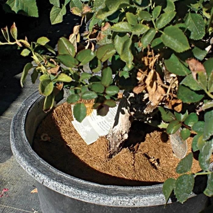 Coco Weed Guards 6 Coco Weed Guards - Image 4