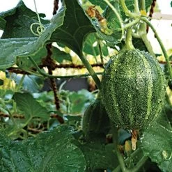 CocoNet Trellis Netting 7 CocoNet Trellis Netting -Garden Home vp coconet 2