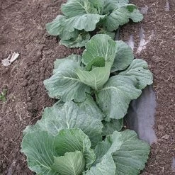 Biodegradable Paper Mulch 15 Biodegradable Paper Mulch -Garden Home vp pprmlch 4