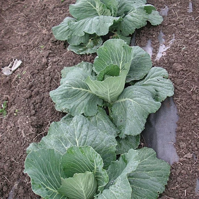 Biodegradable Paper Mulch 7 Biodegradable Paper Mulch - Image 5