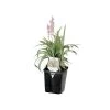 ITML Deep Perennial Pot
