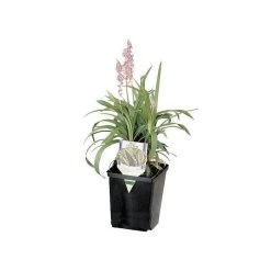 ITML Deep Perennial Pot