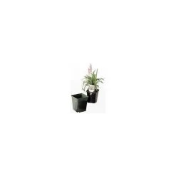 ITML Deep Perennial Pot -Garden Home vp sqjxxxx 2