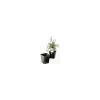 ITML Kordlok Deep Perennial Pots