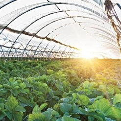 Poly Grow Uvairad Sunsaver, 4Yr, 6Mil Clear 48' X 155'