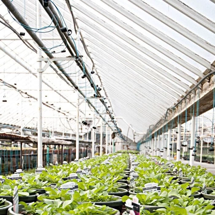 Poly Grow Uvairad Sunsaver, 4Yr, 6Mil Clear 48' X 80' 4 Poly Grow Uvairad Sunsaver, 4Yr, 6Mil Clear 48' X 80' - Image 2