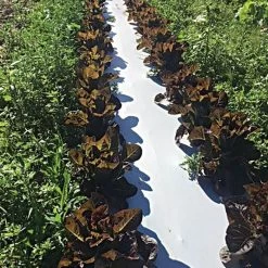 White/Black Mulch Film, 1 Mil, 60" X 4000' 7 White/Black Mulch Film, 1 Mil, 60" X 4000' -Garden Home wb481 2 2