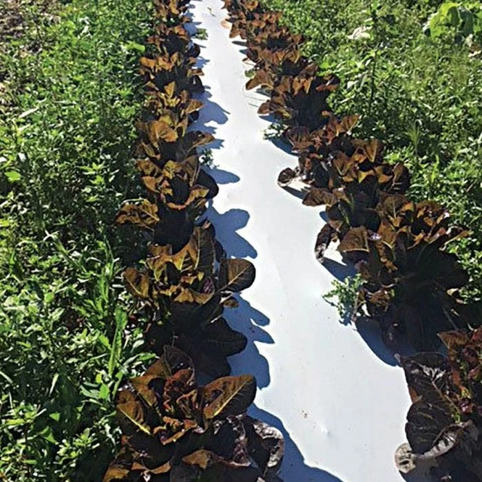 White/Black Mulch Film, 1 Mil, 60" X 4000' 5 White/Black Mulch Film, 1 Mil, 60" X 4000' - Image 3