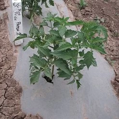 Biodegradable Paper Mulch, 3 Feet X 250 Feet -Garden Home wg36250f 3