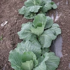 Biodegradable Paper Mulch, 3 Feet X 250 Feet -Garden Home wg36250f 4