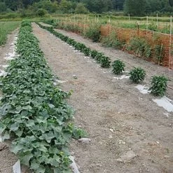 Biodegradable Paper Mulch, 3 Feet X 250 Feet -Garden Home wg36250f 7