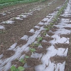 Biodegradable Paper Mulch, 4 Feet By 500 Feet 19 Biodegradable Paper Mulch, 4 Feet By 500 Feet -Garden Home wg48500f 8